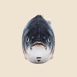 Splash Fish
